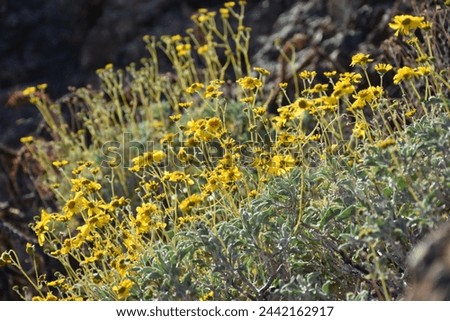 Brittlebush found on hillside at Tucson Mountain Park in Arizona. Royalty-Free Stock Photo #2442162917