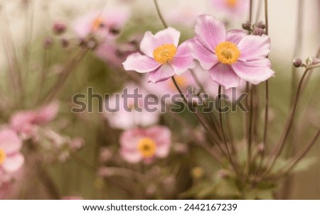 Blossom Symphony - A Visual Ode to Nature's Elegance - Nature Stock Photos