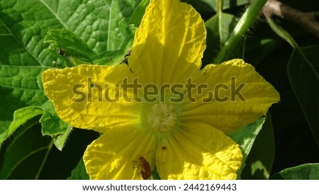 Pumpkin flowers (Cucurbita Maxima) are yellow, growing in the yard of the house. the colors are beautiful and enchanting