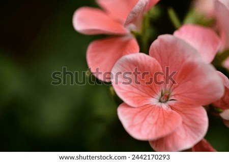 Rose geraniums have rose-like leaves and scent, popular for gardens and indoors. They're used in aromatherapy and cooking, symbolizing nostalgia, memories, and friendship. Royalty-Free Stock Photo #2442170293
