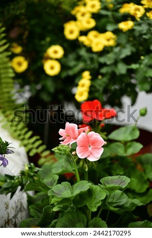Rose geraniums have rose-like leaves and scent, popular for gardens and indoors. They're used in aromatherapy and cooking, symbolizing nostalgia, memories, and friendship. Royalty-Free Stock Photo #2442170295