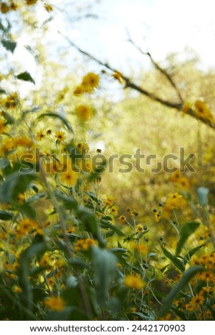 Lucid dreamy flowers in yellow field Royalty-Free Stock Photo #2442170903