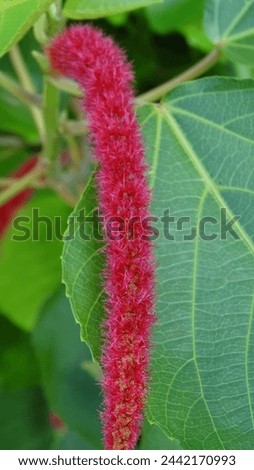 Acalypha hispida, the cat's tail plant, is a flowering shrub belonging to the family Euphorbiaceae, subfamily Acalyphinae, and genus Acalypha. Acalypha is the fourth largest genus of the Euphorbiaceae Royalty-Free Stock Photo #2442170993