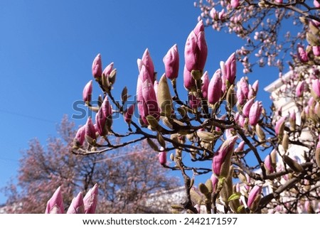 Magnolias are pink and white flowers. Blue backdrop. The flower buds are covered with a brown bark. Begins flowering in early March. It is a symbol of summer. And new life, patience, waiting. 