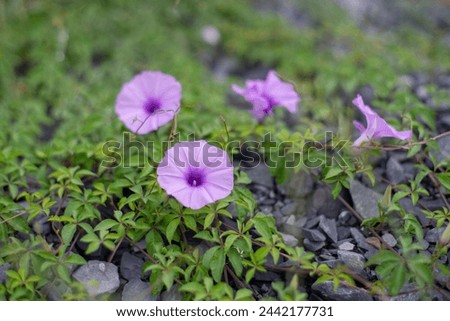 Convolvulus has been grown as an outdoor ornamental plant.The story of the morning Convolvulaceae is associated with many meanings of this Convolvulaceae.Convolvulaceae Below are some of the main mean