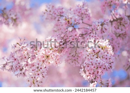 Spring background. Blossom tree branch with white flowers. Spring flowers. White flowers the fruit tree. The sakura. Cherry blossom trees in bloom. Blooming apple tree in the spring garden. Royalty-Free Stock Photo #2442184457