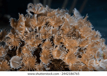 Social feather duster (Bispira brunnea) worms wave in the current on the reef off the coral reef at night