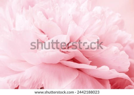 Peony flowers spring holiday flowery aesthetic nature close up pattern,  botanical design background, floral top view photo, light pink-white blooming flower, scenery beauty nature wallpaper, sunlight