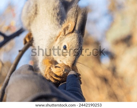 Squirrel in the winter eating nuts from a man's hand. Caring for animals in winter or autumn. Eurasian red squirrel, Sciurus vulgaris