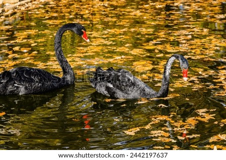 Couple of black swans in pond at autumn