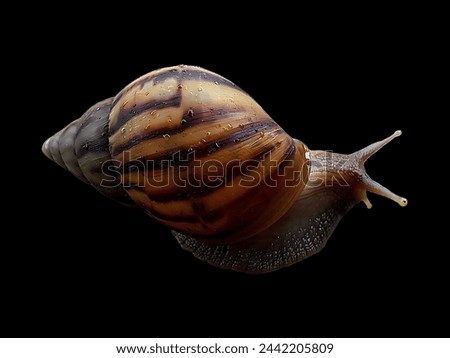 A snail on a black background 
