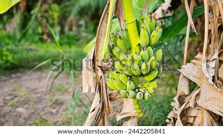 A Bunch of bananas on banana tree. Big bunch of bananas on the tree in the garden background. Bunch of bananas growing on a banana tree Stock Photo. Unripe bananas on the tree