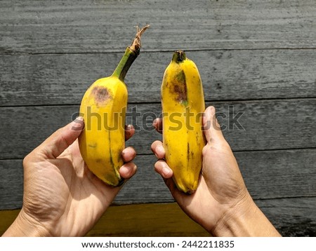 photo of both hands holding yellow bananas. wooden background
