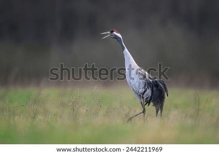 Common crane bird ( Grus grus ) Royalty-Free Stock Photo #2442211969