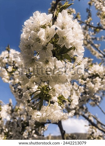 
Branches of blossoming cherry macro with soft focus on gentle light blue sky background in sunlight with copy space. Beautiful floral image of spring nature panoramic view.