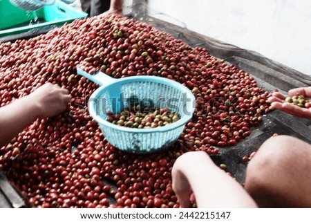 Coffee cherry after harvested by farmer in West Java Indonesia