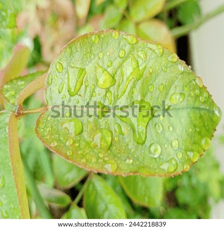 raindrops on rose leaves. The photo was taken in the morning after it rained last night. The green color makes the eyes feel cool. The picture can be used as a background. This picture of rose leaves 