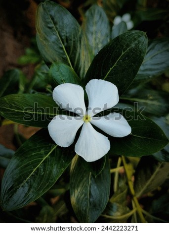 Dive into a world of vibrant visuals, starting with this stunning and crisp clear capture of a periwinkle white flower in full bloom.
This captivating image is a perfect fit for diverse content needs. Royalty-Free Stock Photo #2442223271