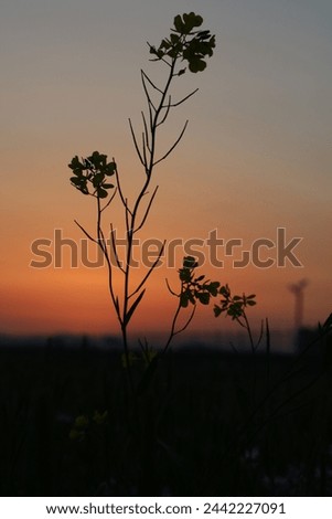 Flower silhouette before the sunset