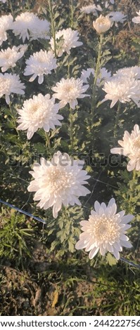 beautiful flower pictures white flowers