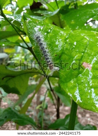 Caterpillars on wet coffee leaves.