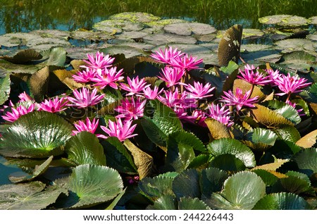 A lot of beautiful pink lotus flower that grows on a pond.