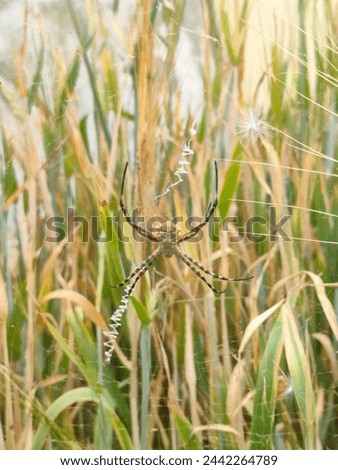 Spider  animal green farm Grass dangerous danger 