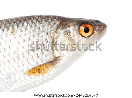 Close up of roach fish isolated on white background.