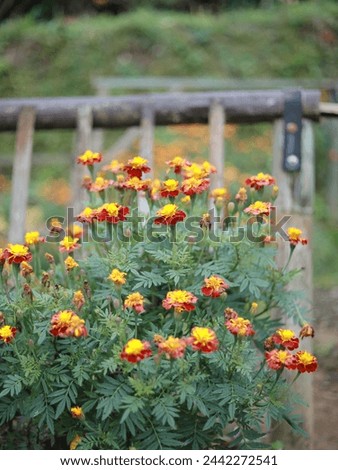 Flowers that have very beautiful colors, red and yellow combined make this flower pleasing to look at
