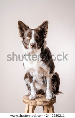 Close up studio portrait of a brown and white Border Collie dog sitting on bar chair and looking at the camera