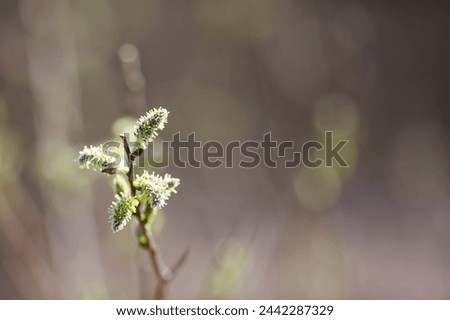 Spring, wallpaper with nature. Tree branches in close-up. New spring foliage appears on the branches. A tree or shrub that is budding. Seasonal forests, blurred background.