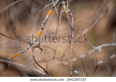 Spring, wallpaper with nature. Tree branches in close-up. New spring foliage appears on the branches. A tree or shrub that is budding. Seasonal forests, blurred background.