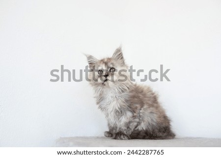 cute Maine Coon kitten on a light background.