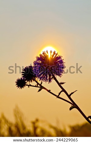 The sun breaks through the prickly flower petals at sunset