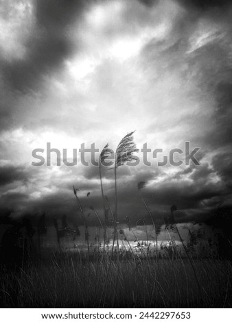 Cloudscape over the fields, black white picture
