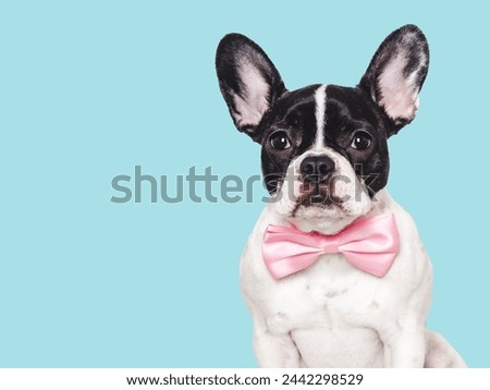 Cute puppy and bow tie. Close-up, indoors. Studio shot. Congratulations for family, relatives, loved ones, friends and colleagues. Pets care concept