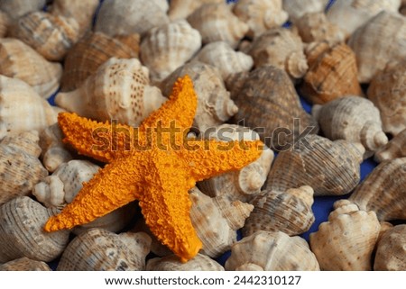 Bright starfish on seashells. Concept of uniqueness