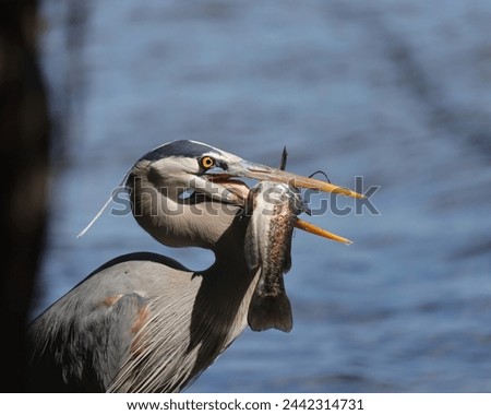Great Blue Heron with its Fresh Fish Catch  Royalty-Free Stock Photo #2442314731