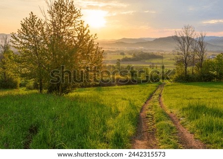 Sunrise in a spring field with green grass, a path with tire marks, the sun comes out from behind the tree leaving deep shadows. Mountains in the background.