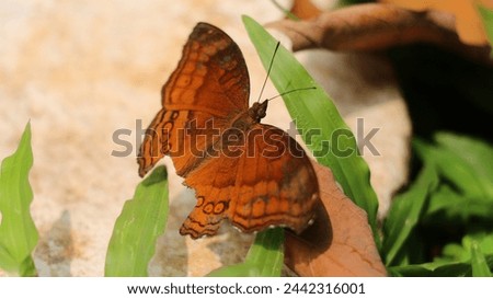 Junonia hedonia, the brown pansy, chocolate pansy, brown soldier or chocolate argus, is a butterfly found in Southeast Asia, Indonesia, and Australia.