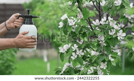 Farmer hand spraying solution on blossom tree for pest treatment in orchard Royalty-Free Stock Photo #2442322255