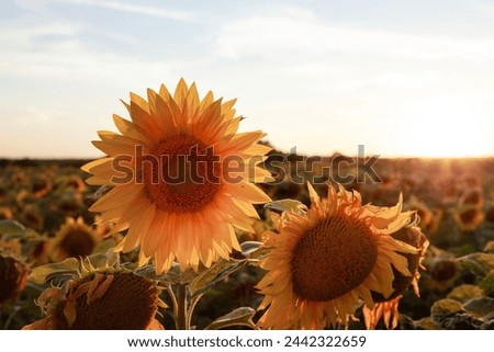 Sunlit Blooming Sunflower Field. Sunlit Sunflower Field at Sunset Royalty-Free Stock Photo #2442322659