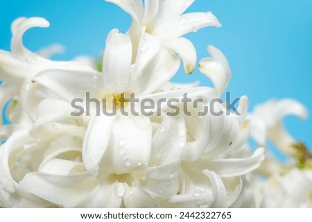 Hyacinth flowers on a blue background