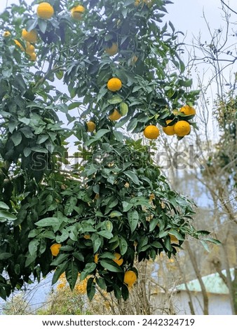 Orange Fruit Tree Picture
Citrus sinensis
Orange 
fruit
