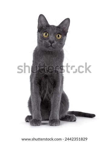 Cute Korat kitten, sitting up facing front. looking straight to camera. Isolated on a white background.