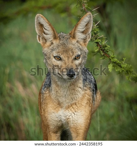 Here is one example of many animals I photographed in Kenya. This photo was specifically taken in the Masai Mara