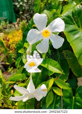 Stunning close-up of Mandeville laxa two white flowers with leaves ultrahd hi-res jpg stock image photo picture selective focus vertical background side or straight ankle view blurred background 