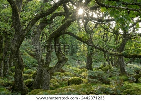 Summer morning sun rising through Black a Tor Copse in Dartmoor National Park, Devon, England, United Kingdom, Europe Royalty-Free Stock Photo #2442371235