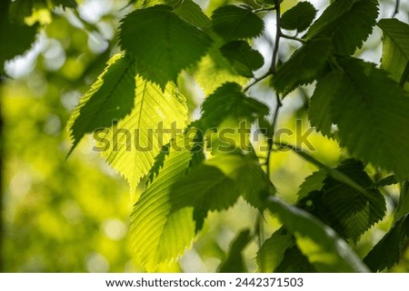 Sun shines through the young leaves of the tree. Green leaf macro in spring day sun rays on blurred abstract bokeh with flare background Royalty-Free Stock Photo #2442371503