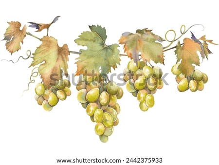 Green grapes bunch with leaves. Isolated clip art. Hand painted watercolor illustration.